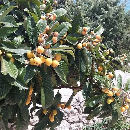 Prázdninový dům Adria Garden *